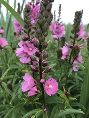 Sidalcea hendersonii