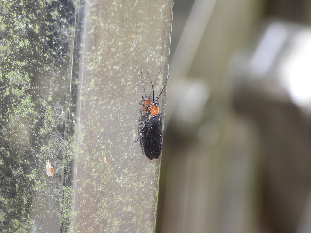 Sialis versicoloris