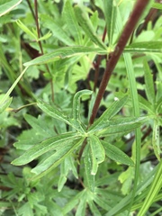 Sidalcea hendersonii