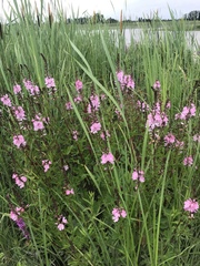 Sidalcea hendersonii