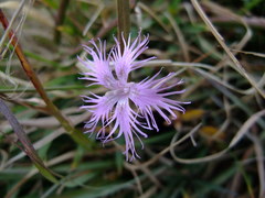 Dianthus pygmaeus
