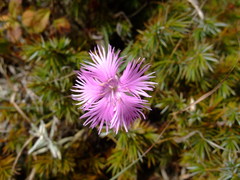 Dianthus pygmaeus
