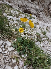 Papaver alpinum