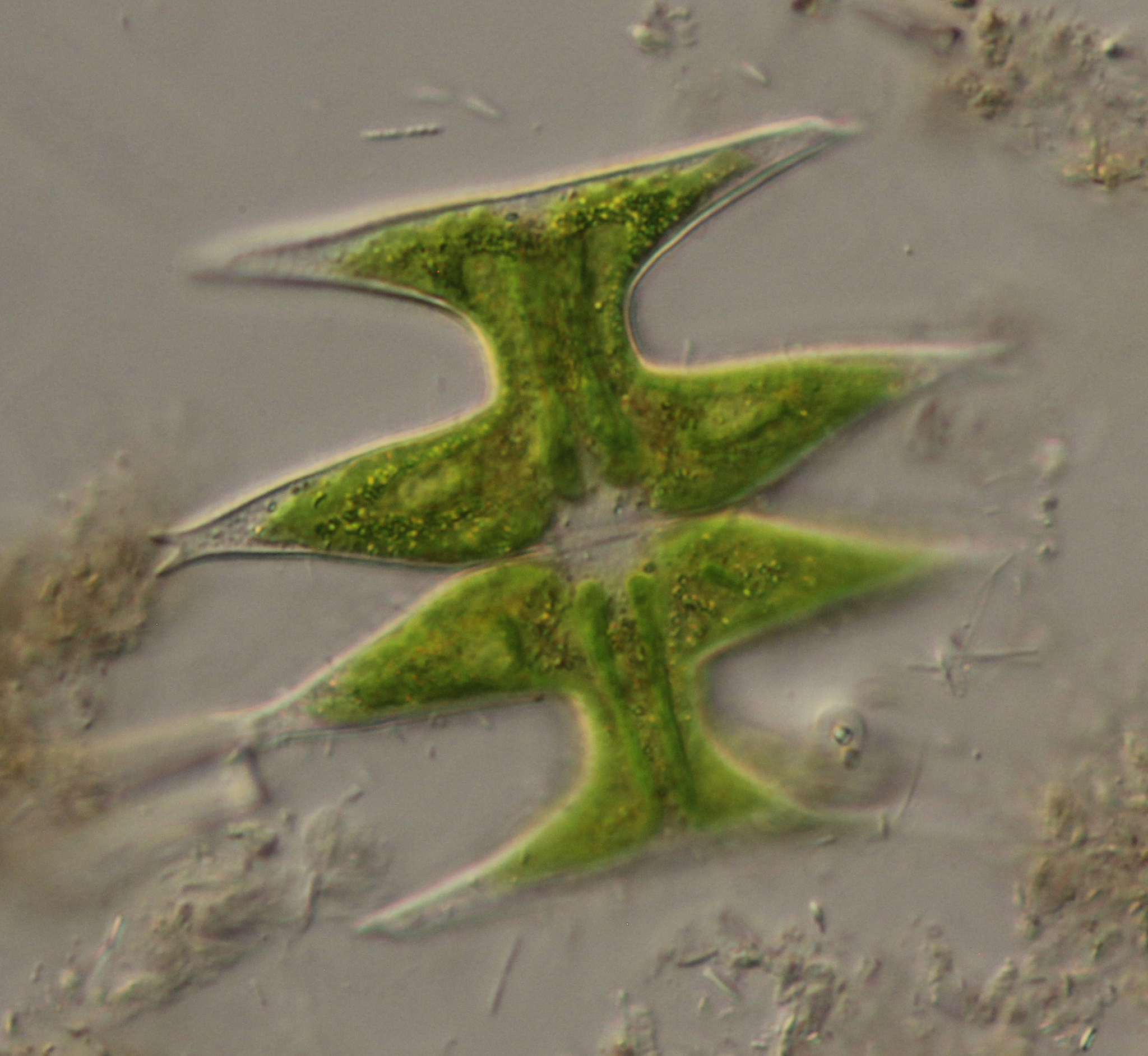 Micrasterias pinnatifida
