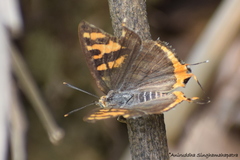 Cigaritis vulcanus vulcanus