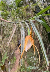 Angraecum viguieri, photograph (c) chrisdt, some rights reserved (CC BY)