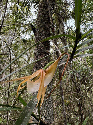 Angraecum viguieri, photograph 4