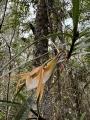 Angraecum viguieri, photograph (c) chrisdt, some rights reserved (CC BY)