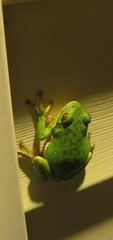 Hyla gratiosa