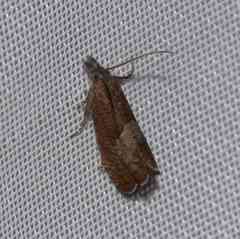 Dichrorampha acuminatana