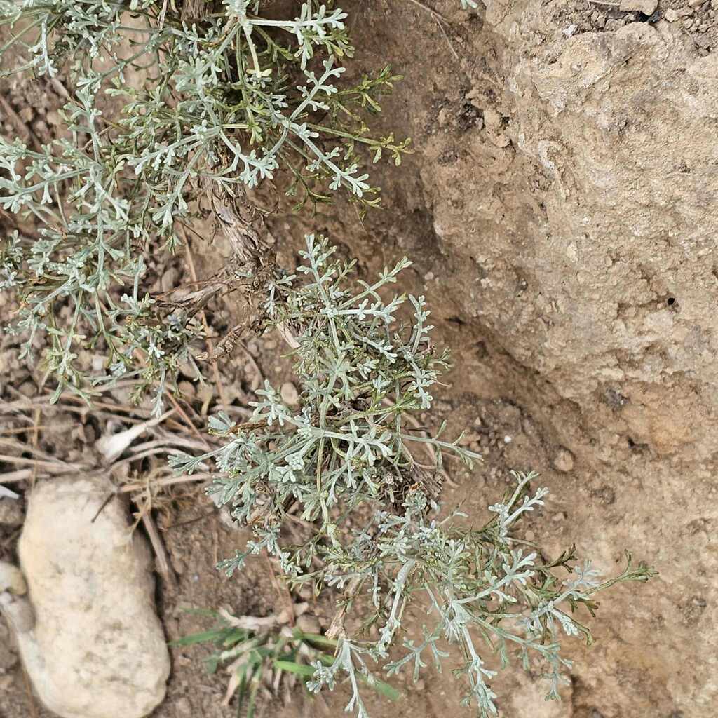 Artemisia inculta