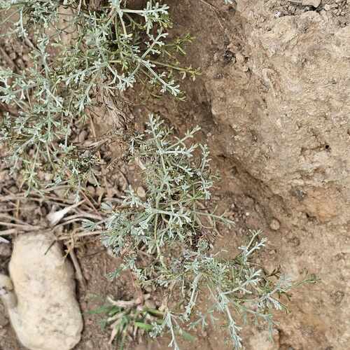 Artemisia inculta