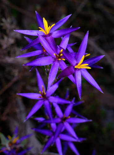 Calectasia intermedia (Calectasia intermedia)