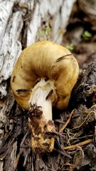 Cortinarius pinguis