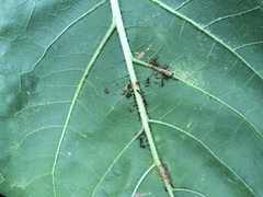 Formicidae