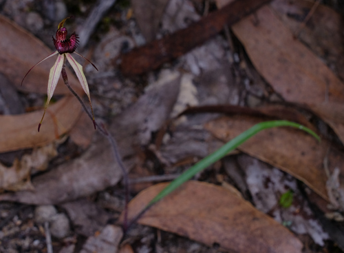 Image of Caladenia ampla by (c) Peter Crowcroft, some rights reserved (CC BY)