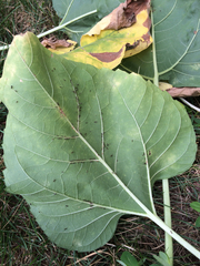 Formicidae