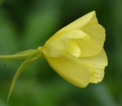 Oenothera oehlkersi