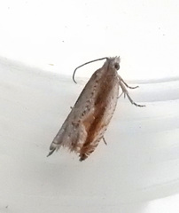 Ancylis goodelliana