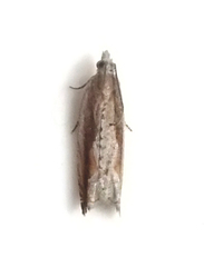 Ancylis goodelliana