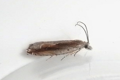 Ancylis goodelliana