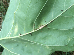 Formicidae