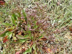 Limonium californicum