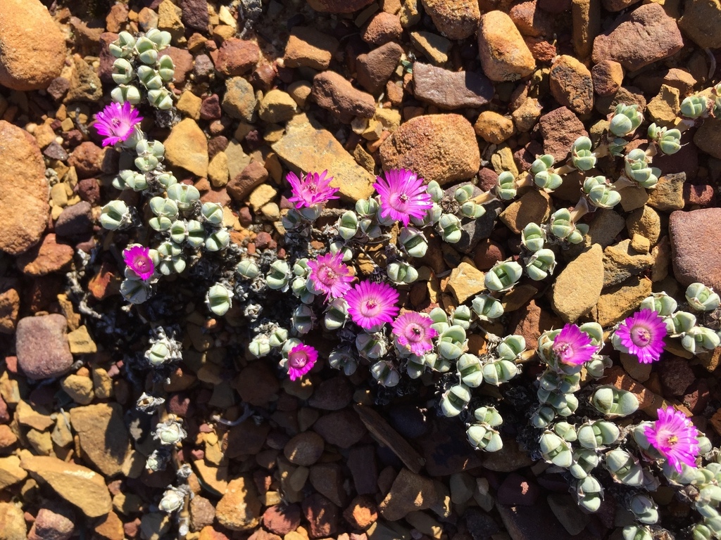 Cederberg matfig