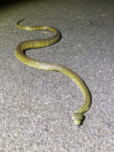 Diamond Python sighting