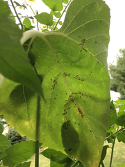 Formicidae