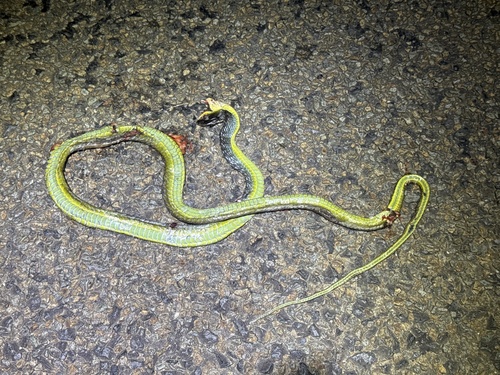 Common Tree Snake sighting