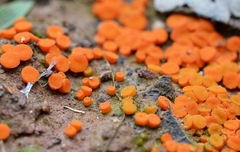 Byssonectria deformis