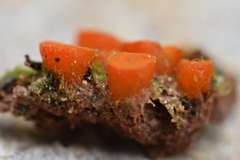 Byssonectria deformis