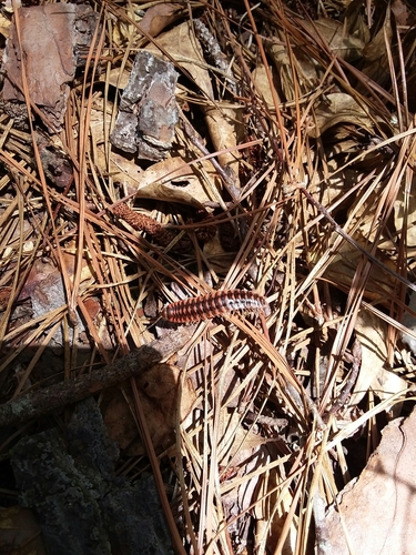 Cherokia georgiana
