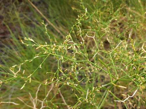 Desert Zigzag Lily (Corynotheca divaricata)