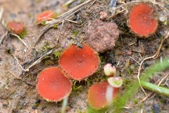 Scutellinia olivascens