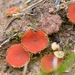 Scutellinia olivascens - Photo 由 Cordula Bernert 所上傳的 (c) Cordula Bernert，保留部份權利CC BY-NC