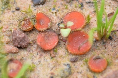 Scutellinia olivascens