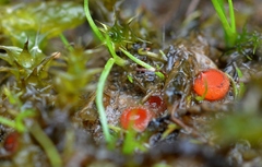 Scutellinia olivascens