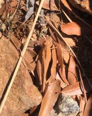 Tomonotus ferruginosus