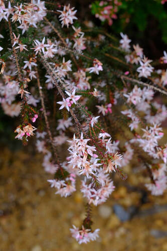 Image of Calytrix alpestris by (c) Peter Crowcroft, some rights reserved (CC BY)
