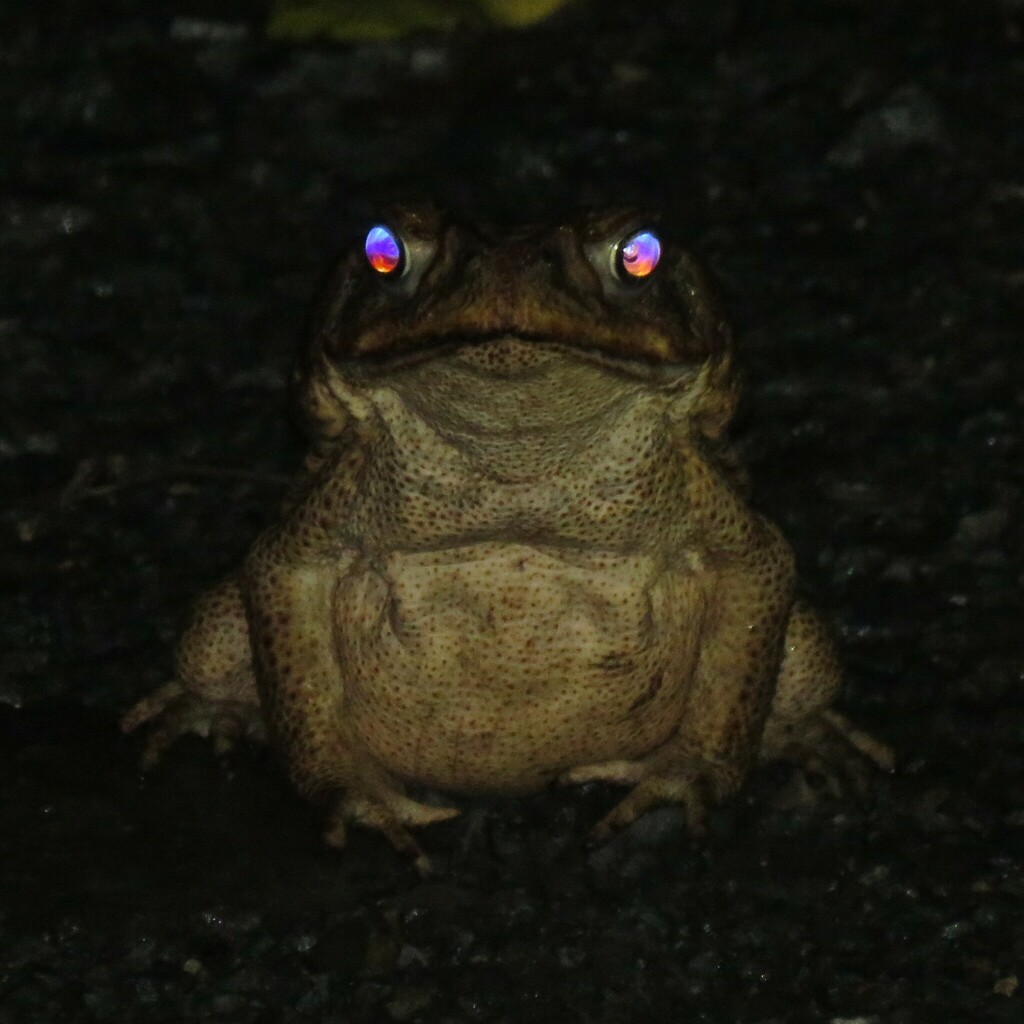 Cane toad close-up