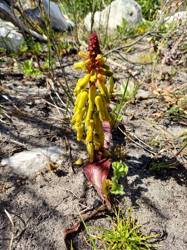 Image of Lachenalia luteola by no rights reserved