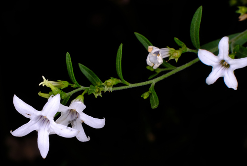Image of Cyphanthera anthocercidea by (c) Peter Crowcroft, some rights reserved (CC BY)