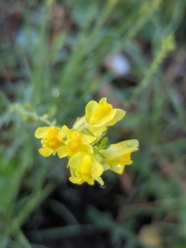 Image of Linaria angustissima by (c) Denis Bastianelli, some rights reserved (CC BY)