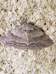 Renia flavipunctalis