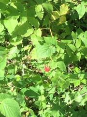Rubus pubescens