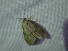 Hyperstrotia pervertens