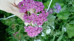 Achillea millefolium