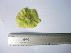 Pterocarpus acapulcensis